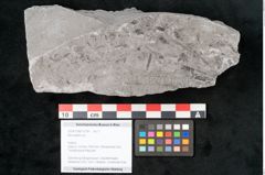 Foto (Objekt + Etikett) von Neuropteris sp.  (NHMW-GEO-2024-0188-10704)